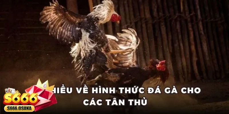 đá gà Campuchia đá gà Campuchia