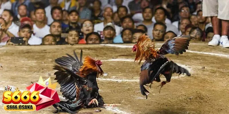 đá gà cựa dao đá gà cựa dao