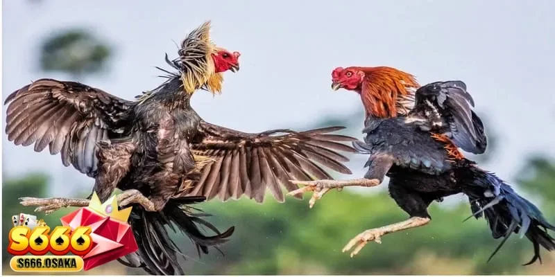 đá gà cựa sắt đá gà cựa sắt