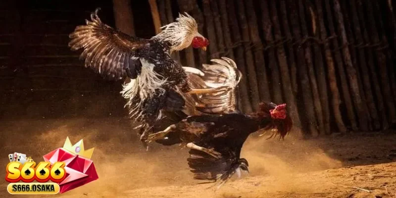 đá gà trực tiếp đá gà trực tiếp