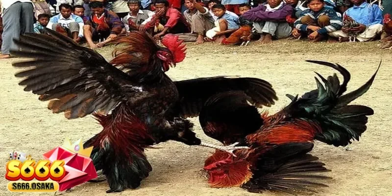 đá gà trực tiếp đá gà trực tiếp
